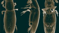 Scydosella musawasensis. Image credit: Alexey Polilov.
