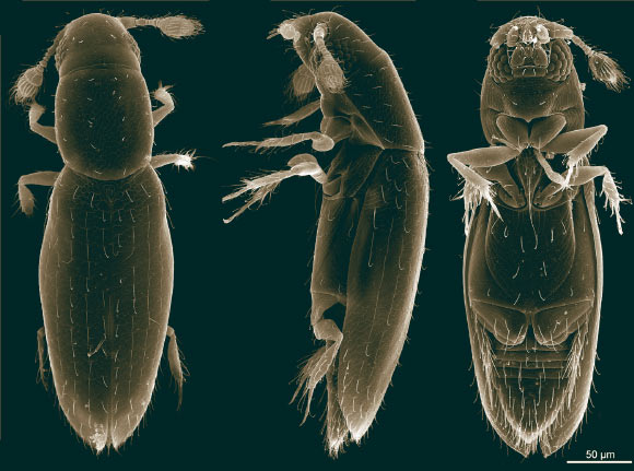 Scydosella musawasensis. Image credit: Alexey Polilov.