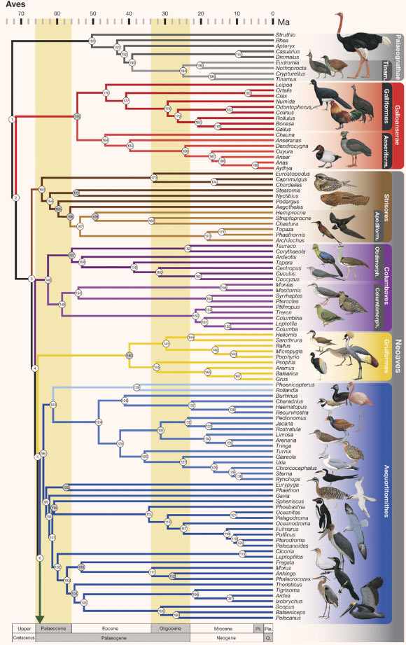 Phylogeny of birds. The five major, successive, neoavian sister clades are: Strisores (brown), Columbaves (purple), Gruiformes (yellow), Aequorlitornithes (blue), and Inopinaves (green). Background colors mark geological periods. Ma - million years ago; Ple - Pleistocene; Pli - Pliocene; Q. - Quaternary. Clade numbers refer to the plot of estimated divergence dates. Illustrations of representative bird species are depicted by their lineages. Figure continues below from the green arrow at the bottom of the top panel. Image credit: Richard O. Prum et al., doi: 10.1038/nature15697.