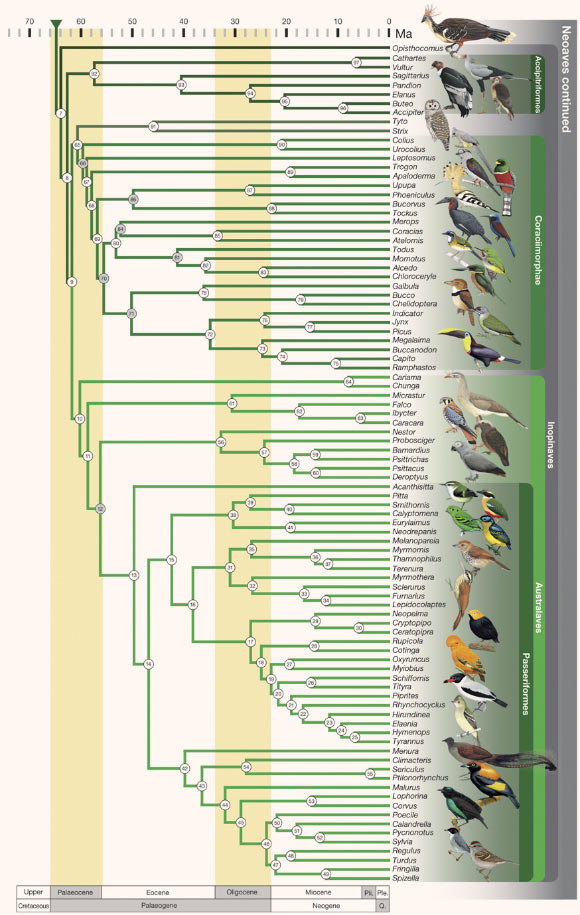 Phylogeny of birds. The five major, successive, neoavian sister clades are: Strisores (brown), Columbaves (purple), Gruiformes (yellow), Aequorlitornithes (blue), and Inopinaves (green). Background colors mark geological periods. Ma - million years ago; Ple - Pleistocene; Pli - Pliocene; Q. - Quaternary. Clade numbers refer to the plot of estimated divergence dates. Illustrations of representative bird species are depicted by their lineages. Image credit: Richard O. Prum et al., doi: 10.1038/nature15697.