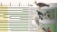 Phylogeny of birds. Image credit: Richard O. Prum et al., doi: 10.1038/nature15697.