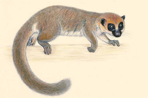 Illustration of the Montagne d’Ambre dwarf lemur (Cheirogaleus andysabini). Image credit: Stephen D. Nash / Conservation International.
