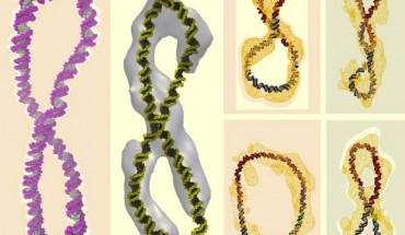 This image shows the structure of DNA calculated with the supercomputer simulations (in color) superimposed upon the electron cryo-tomography data (in white or yellow); one can see that the familiar double helix has been either simply bent into a circle or twisted into a figure-8. Image credit: Thana Sutthibutpong.