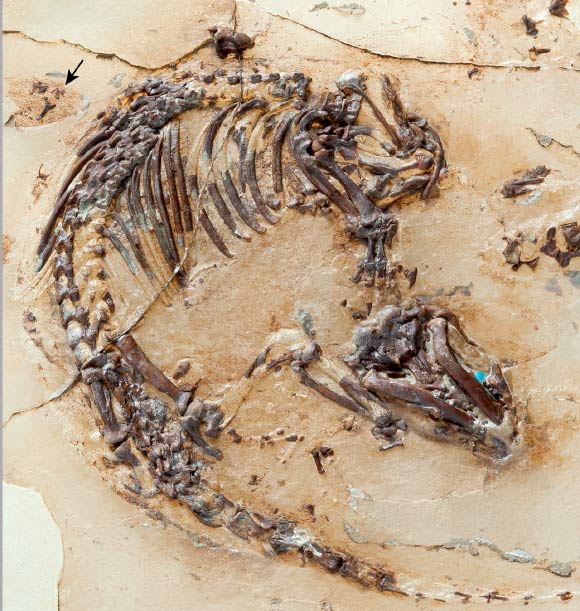 Skeleton of Spinolestes xenarthrosus with preserved fur shadows; the outer ear can be seen at the upper edge of the photo – arrow. Image credit: Georg Oleschinski / Thomas Martin et al. 