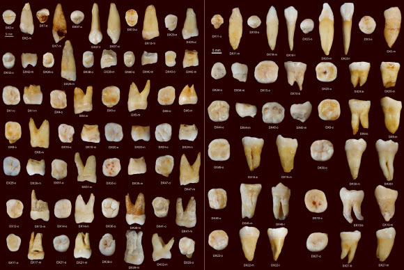 Upper (left) and lower teeth of anatomically modern Homo sapiens from the Fuyan Cave. Image credit: Wu Liu et al.