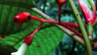 Sommera cusucoana: tip of shoot with flower, developing fruits, and leaf pair emerging between pair of stipules. Image credit: A.C. Dietzsch.