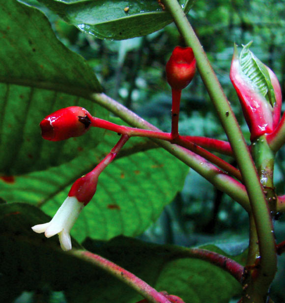 Sommera cusucoana: tip of shoot with flower, developing fruits, and leaf pair emerging between pair of stipules. Image credit: A.C. Dietzsch.