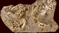 Perinatal specimens of Saurolophus angustirostris: bones on the right side of the block show a certain degree of articulation, whereas bones on the left are disarticulated. Image credit: Dewaele L et al.