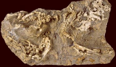 Perinatal specimens of Saurolophus angustirostris: bones on the right side of the block show a certain degree of articulation, whereas bones on the left are disarticulated. Image credit: Dewaele L et al.