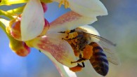 A honeybee foraging on a citrus flower, which is one of the flowers whose nectar contains caffeine. Image credit: Jon Sullivan.