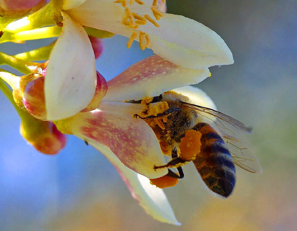 A honeybee foraging on a citrus flower, which is one of the flowers whose nectar contains caffeine. Image credit: Jon Sullivan.