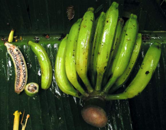Musa nanensis: fruits and hands. Image credit: Sasivimon Chomchalow Swangpol.