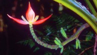 Musa nanensis: male inflorescence. Image credit: P. Srisanga.