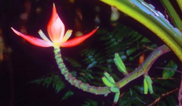 Musa nanensis: male inflorescence. Image credit: P. Srisanga.