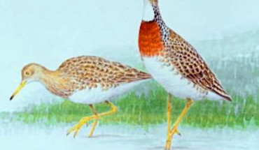 Artist’s concept of Hakawai melvillei. Image credit: Vanesa L. De Pietri et al.