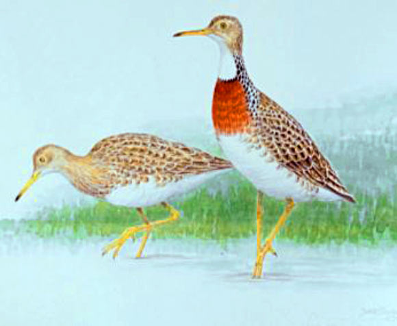 Artist’s concept of Hakawai melvillei. Image credit: Vanesa L. De Pietri et al.