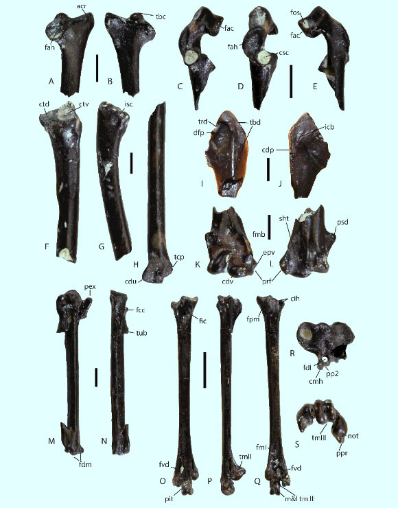 Type material of Hakawai melvillei. Image credit: Vanesa L. De Pietri et al.