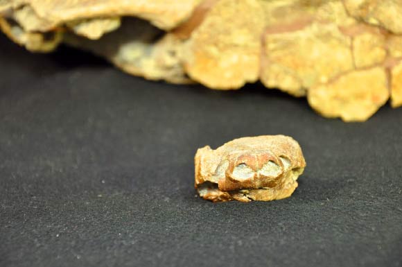 Snout view of the skull of the fossil turtle Arvinachelys goldeni with its shell in the background. Most ancient turtle species are represented by fossil remains that often consist of nothing more than an isolated skull or shell. Arvinachelys goldeni includes not only the skull and the shell, but also a nearly complete forelimb, partial hindlimbs, and vertebrae from the neck and tail. Image credit: Natural History Museum of Utah.