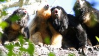 This image shows a group of black and gold howler monkeys roaring. This species commonly has several adult males (black fur) and adult females (golden fur) in a group. Image credit: Mariana Raño.