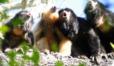 This image shows a group of black and gold howler monkeys roaring. This species commonly has several adult males (black fur) and adult females (golden fur) in a group. Image credit: Mariana Raño.