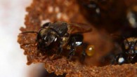 Brazilian stingless bees (Scaptotrigona depilis). Image credit: Cristiano Menezes.