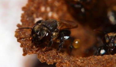 Brazilian stingless bees (Scaptotrigona depilis). Image credit: Cristiano Menezes.