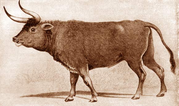 The Eurasian wild aurochs (Bos primigenius). Brehms Tierleben, Small Edition, 1927. Image credit: Charles Hamilton Smith, adapted by Sci.News.