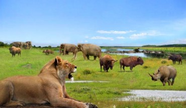 A British Pleistocene landscape during an interglacial with cave lion (Panthera spelaea), straight-tusked elephants (Palaeoloxodon antiquus), narrow-nosed rhinoceros (Stephanorhinus hemitoechus), steppe bison (Bison priscus), aurochs (Bison primigenius) and hippopotamus (Hippopotamus amphibius). Image credit: Roman Uchytel, via the Netherlands Institute of Ecology.