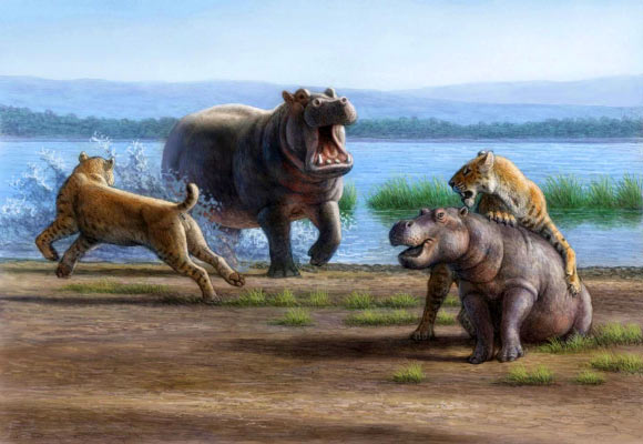 Saber-tooth cats (Smilodon) working together may have been capable of taking down juveniles of the largest Pleistocene herbivores, such as this young hippo. Image credit: Mauricio Anton.