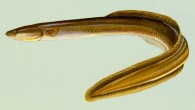 The American eel (Anguilla rostrata). Image credit: U.S. Fish & Wildlife Service.