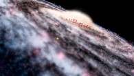 This diagram shows the locations of the newly-discovered Cepheids in an artist’s rendering of our Milky Way Galaxy; the yellow star indicates the position of our Solar System. Image credit: ESO / Microsoft WorldWide Telescope.