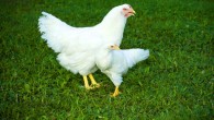 A selective mating approach within the population that started in 1957 has resulted in an over tenfold difference in the size of the chickens. Image credit: John McCormick / Virginia Tech.