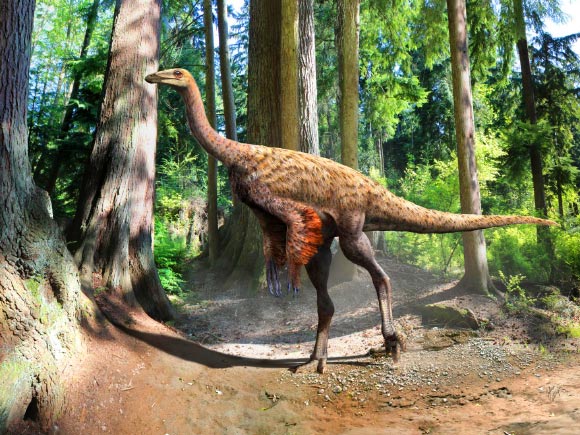 Reconstruction of Ornithomimus showing a plumage pattern that is consistent with previously described feathered specimens from Alberta, as well as with modern ratite birds, collectively suggesting a thermoregulatory role in all cases. Image credit: Julius Csotonyi.