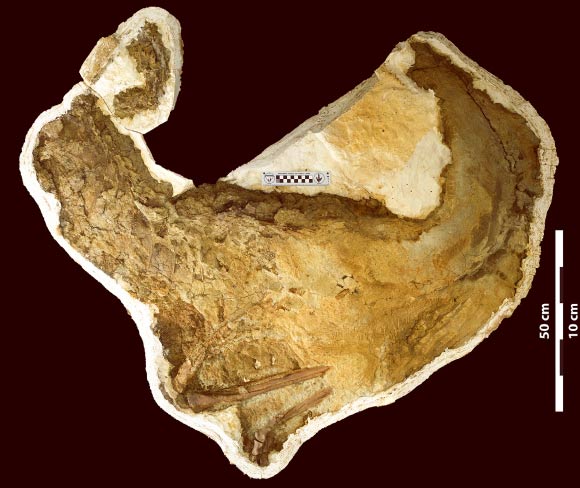 Full view of partial skeleton of the Cretaceous dinosaur Ornithomimus sp. Image credit: Aaron J. van der Reest et al.