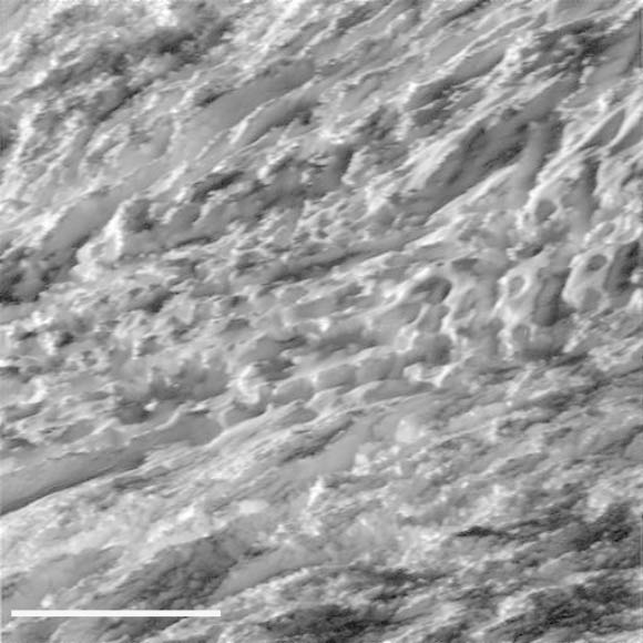 During its closest ever dive past the active south polar region of Enceladus, Cassini quickly shuttered its imaging cameras to capture glimpses of the fast moving terrain below. This view has been processed to remove slight smearing present in the original, unprocessed image that was caused by the spacecraft’s fast motion. This view is centered on terrain at 57 degrees south latitude, 324 degrees west longitude. The image was taken in visible light with the spacecraft’s wide-angle camera on October 28, 2015. The view was acquired at a distance of approximately 77 miles (124 km) from Enceladus. Scale bar - 1 km. Image credit: NASA / JPL-Caltech / Space Science Institute.