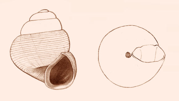 Acmella nana, a new species in the genus Acmella, the world’s tiniest snail. Image credit: Vermeulen JJ et al.