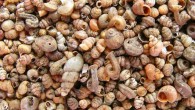 Acmella nana, a new species in the genus Acmella, the world’s tiniest snail. Image credit: VermeuleMany of the new snails were discovered by sieving soil; in some areas, a few litres of soil can yield thousands of micro-snail shells, most, such as these from Peninsular Malaysia, measuring just one or two millimeters. Image credit: Reuben Clements / Rimba.n JJ et al.