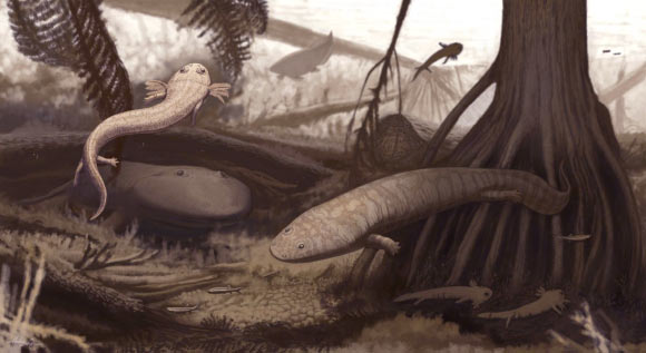 The small dvinosaur Timonya anneae is depicted in the foreground left, the trimerorhachid dvinosaur Procuhy nazariensis is on the right, and the rhinesuchid in the left background. Other species represented are: a dipnoan, primitive actinopterygians, Psaronius tree-ferns, Teresinoxylon trees and small columnar stromatolites. Image credit: Juan C. Cisneros et al.