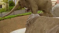 An Asian elephant named Mineko blowing at bamboo. Image credit: Kaori Mizuno et al.