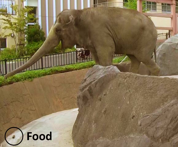 An Asian elephant named Mineko blowing at bamboo. Image credit: Kaori Mizuno et al.