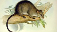The extant black-footed tree-rat (Mesembriomys gouldii), one of the largest murids found in Australia; by John Gould; from ‘Mammals of Australia,’ vol. III, plate 4, part of the 3 volumes.