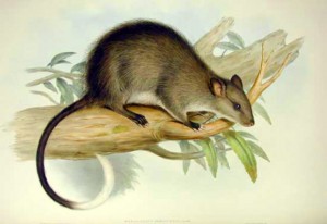 Paleontologists Unearth Giant Rat Fossils in East Timor | Sci.News