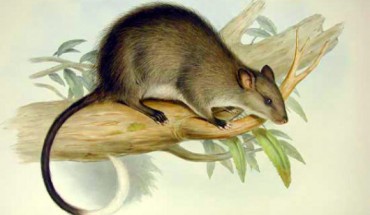 The extant black-footed tree-rat (Mesembriomys gouldii), one of the largest murids found in Australia; by John Gould; from ‘Mammals of Australia,’ vol. III, plate 4, part of the 3 volumes.