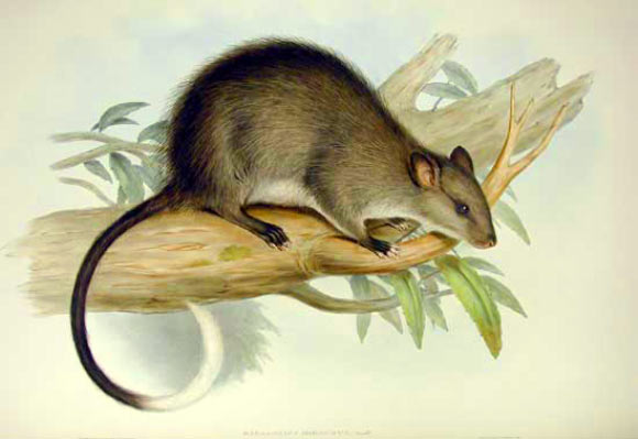 The extant black-footed tree-rat (Mesembriomys gouldii), one of the largest murids found in Australia; by John Gould; from ‘Mammals of Australia,’ vol. III, plate 4, part of the 3 volumes.