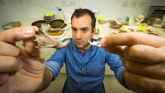 Dr Louys holds the jaw bone of a giant rat species from East Timor and the same bone of a modern rat. Image credit: Stuart Hay / Australian National University.