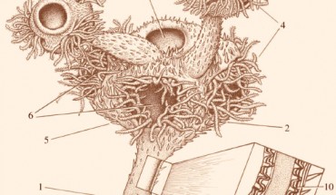 Reconstruction of the living Namacalathus: 1 - stem; 2 - parental cup; 3 - daughter cups; 4 - hollow ciliated tentacles; 5 - spines; 6 - lateral lumen; 7 - central opening; 8 - inner skeletal layer, foliated with columnar microlamellar inflections; 9 - internal (middle) skeletal later, organic rich; 10 - external outer skeletal layer, foliated with columnar skeletal inflections. Image credit: J. Sibbick.