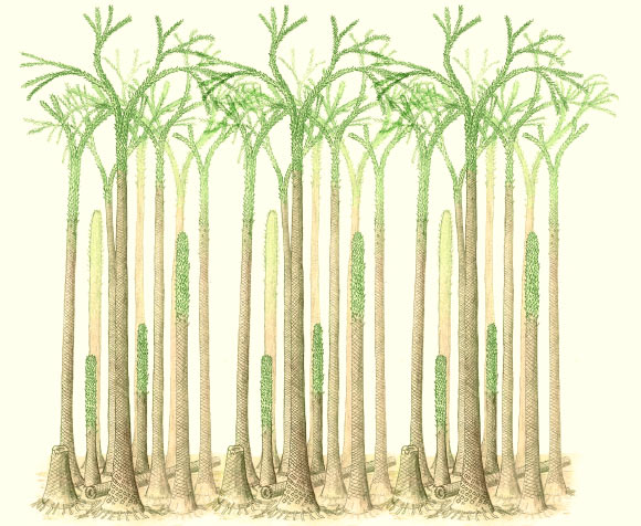 Drawing of a fossil forest in Svalbard, Norway. Image credit: Christopher M. Berry / John E.A. Marshall / Sci.News.