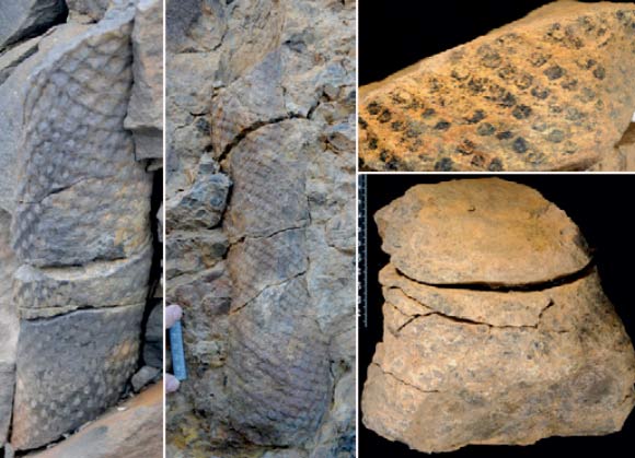 Lycopsid fossils. Scale bars - 5 cm. Image credit: Christopher M. Berry / John E.A. Marshall.
