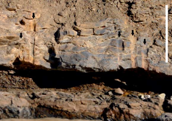 Lycopsid forest: sand-stone with undulating bedding with external casts of at least five upright lycopsid trunks (arrows), with bases in dark gray shaley paleosol with small roots. Scale bars - 50 cm. Image credit: Christopher M. Berry / John E.A. Marshall.