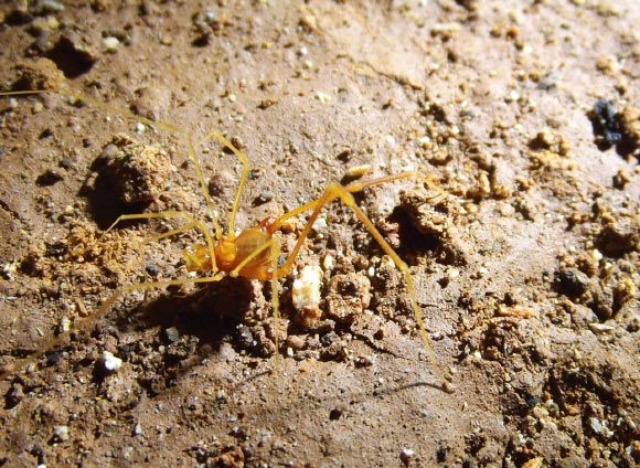 Male specimen of Iandumoema smeagol foraging in its natural habitat. Image credit: Ricardo Pinto-da-Rocha et al.